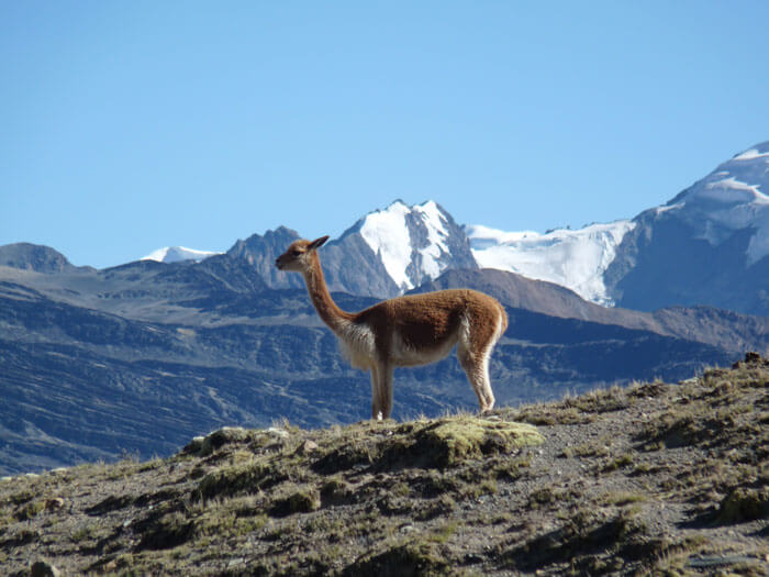 Vicunia-en-Apolobamba-fondo-cordillera_Alejandra-Domic