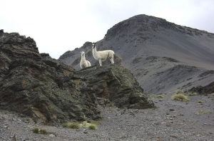 Llamitas-al-iniciar-el-ascenso-a-Paco-Thojo_Humber-Alberto